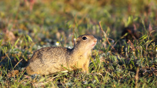 До август преместват колония лалугери от дъното на язовир "Луда Яна"