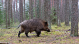 Потвърдиха първи случай на чума по свинете в Югозападна България