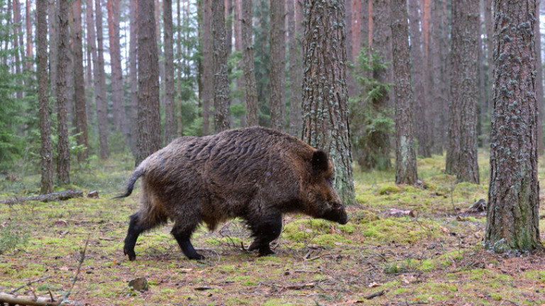 Регистрираха положителна проба на чума при диво прасе в Русенско