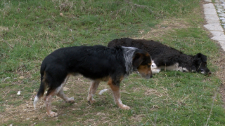 Назначиха спешна проверка в общинския кастрационен център за кучета в
