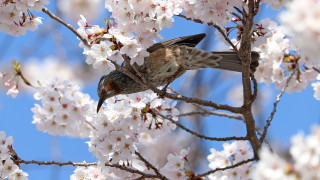 Днес ще бъде ветровито с умерен и силен вятър от