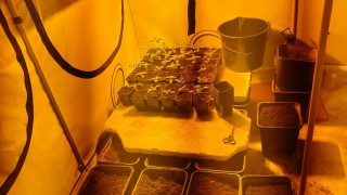При спецакция пловдивски криминалисти разкриха две домашни оранжерии за марихуана В