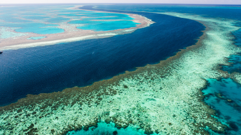 Големият бариерен риф оцелял при пет климатични "смъртоносни събития"
