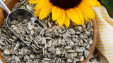  Слънчогледови семки, хранителната им стойност и какви са изгодите от тях за здравето ни 