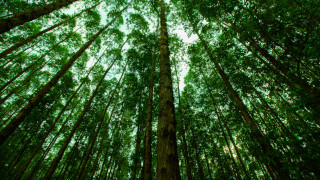 Вероятно свързваме евкалипта най вече с благоприятното му въздействие при настинка