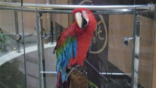 В Локо (Пд) бойкотират червен папагал
