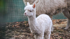 Бебе алпака е най-новият обитател на столичния зоопарк