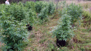 Иззеха 501 кг марихуана от земеделски имоти в Петрич 