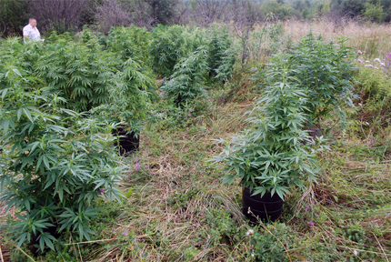 Иззеха 501 кг марихуана от земеделски имоти в Петрич 