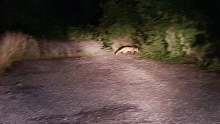 Лисици налазиха столичния квартал "Овча Купел"