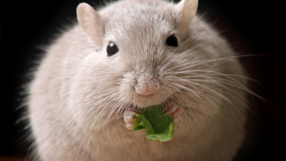 Глобалната криза със затлъстяването не показва признаци на подобрение и