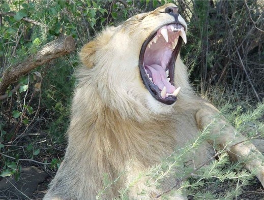 Лъв уби американска туристка в парк в Южна Африка 