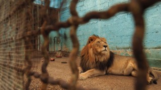 Екип на Четири лапи спаси единадесет животни от незаконен зоопарк