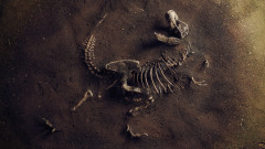 Откриха останки от най-големия динозавър, живял в Европа