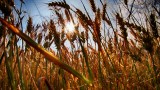  До 234 евро на хектар дават на фермерите в Полша поради сушата 