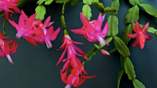 Освен прочутата коледна звезда другото най популярно вътрешно растение свързано с