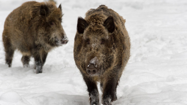 2 нови случая на чума по свинете в Благоевградско