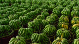 Световното производство на банани е силно застрашено