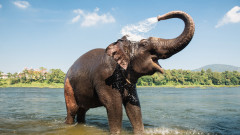 Два индийски слона са най-новите попълнения на столичния зоопарк