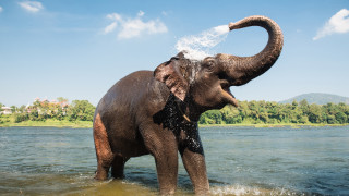 Два индийски слона са най новите попълнения в столичния зоопарк Животните