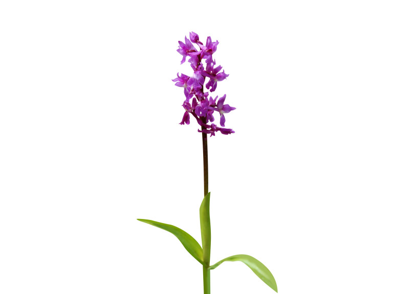 Orchis mascula, от която се прави салепово брашно