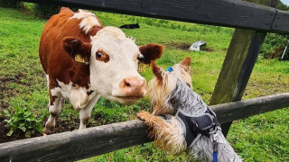 Когато теле и куче станат най-добри приятели