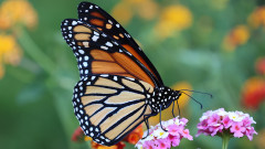 Мигриращите пеперуди монарх вече са застрашен вид