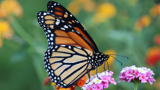 Пеперудата монарх пърха една стъпка по близо до изчезване в четвъртък