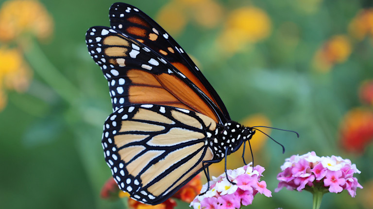 Пеперудата монарх пърха една стъпка по-близо до изчезване в четвъртък,