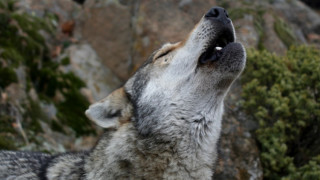МОСВ утвърди Плана за действие за европейския вълк