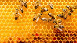 Масов мор на пчели във Врачанско За това алармират пчелари