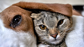 Ако сме истински любители на кучетата и котките какво по хубаво