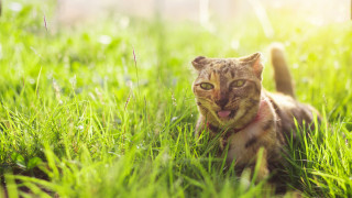 Как да предпазим кучетата и котките си, без да се охарчваме