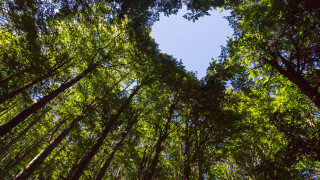 Дарение от 700 000 лв спаси от продажба гората край