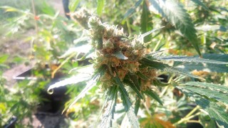 Криминалисти от РУ Нови пазар откриха модерна оранжерия за отглеждане на