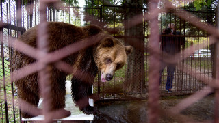 Мечето Теди вече се адаптира към условията в Парка за танцуващи мечки край Белица