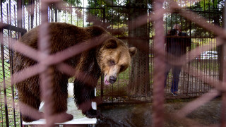 Тази нощ мечокът Теди беше докаран в Парка за танцуващи