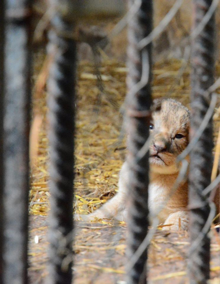 Четири лъвчета се родиха във варненския зоопарк