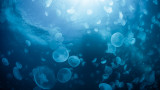 Медузите, климатичните промени, замърсяването с пластмаса и защо броят им нараства