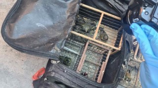 Полицейски служители откриха 54 диви птици от различни защитени видове