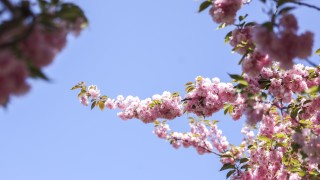 През деня преди обяд ще преобладава слънчево време Около и