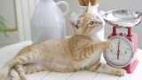 Сухата или мократа котешка храна е по-подходяща за домашна котка