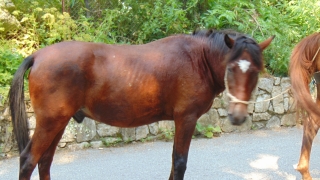Откриха 8 простреляни коня в с Калугерово община Правец съобщиха