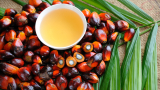  Един от най-големите производители на палмово масло в света лимитира износа му 