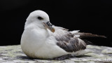 Граждани алармират за мъртви птици от застрашен вид намерени на плажа в Бургас