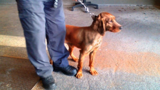 Митническо куче е надушило цигари без документи в лек автомобил