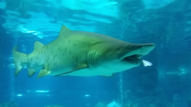 Два нови аквариума за акули, може би най-големите в Европа,
