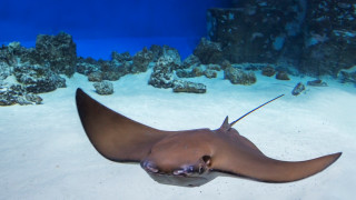 Най голямата регистрирана сладководна риба в света гигантски скат е била