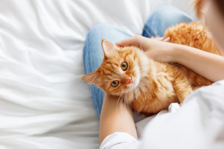Котките също не са пощадени от това заболяване