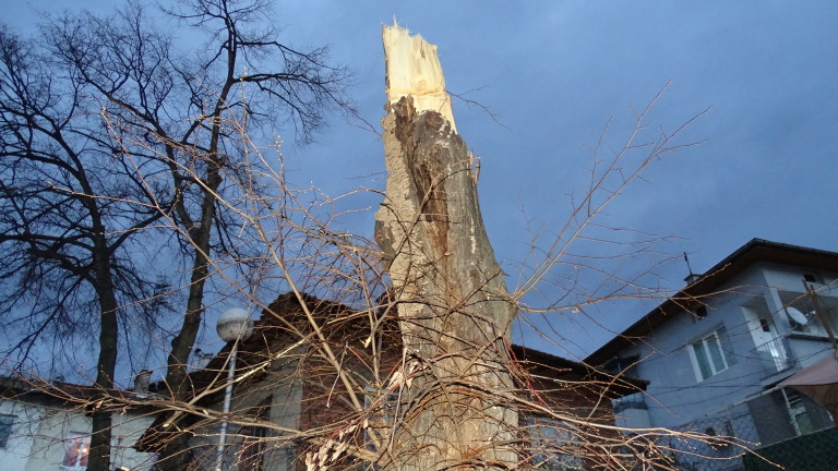 Дърво падна върху автомобил в центъра на Пловдив, съобщи bTV.